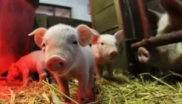 都是以小型豬場(chǎng)為主，德國(guó)為什么養(yǎng)豬比中國(guó)厲害？