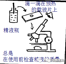 哪些因素會影響豬精液保存的質量？