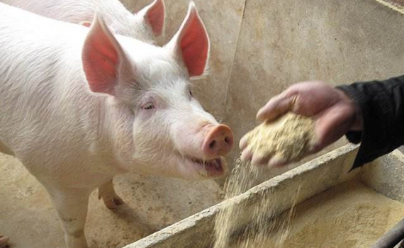 如何防止飼料中的交叉污染？