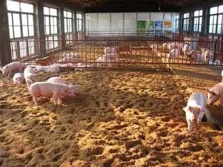 【糞污處理】低成本有效的處理豬場污糞和尿場