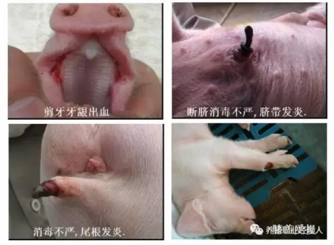 批次生產(chǎn) | 三周批生產(chǎn)之產(chǎn)房管理流程（年出欄12萬頭場）
