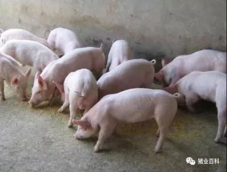 都說外購仔豬難養(yǎng)?做好這些都不是問題！