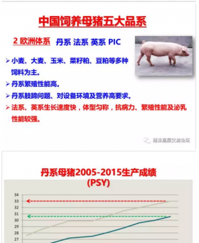 丹系VS美系母豬營(yíng)養(yǎng)及飼喂差異_04.png