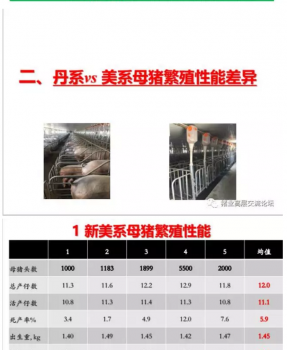 丹系VS美系母豬營(yíng)養(yǎng)及飼喂差異_07.png