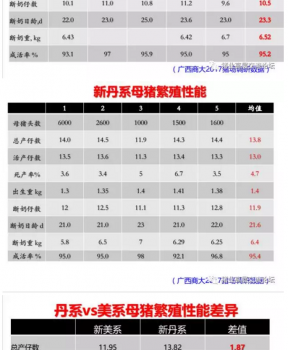 丹系VS美系母豬營(yíng)養(yǎng)及飼喂差異_08.png