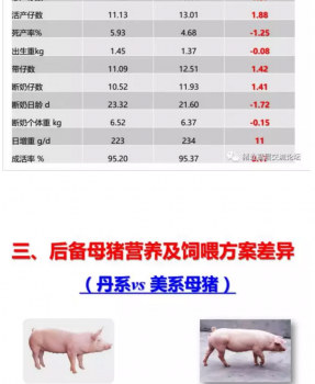 丹系VS美系母豬營(yíng)養(yǎng)及飼喂差異_09.png