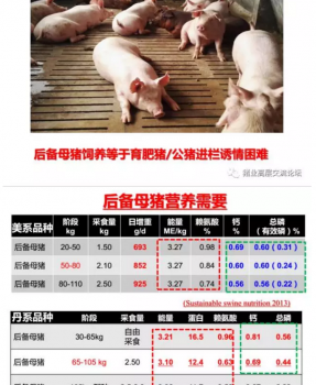 丹系VS美系母豬營(yíng)養(yǎng)及飼喂差異_12.png