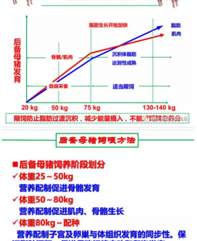丹系VS美系母豬營(yíng)養(yǎng)及飼喂差異_15.png