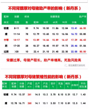 丹系VS美系母豬營(yíng)養(yǎng)及飼喂差異_04.png