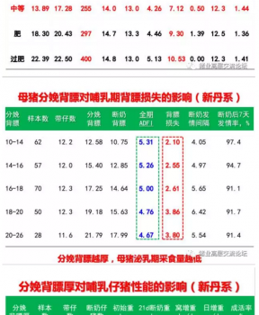 丹系VS美系母豬營(yíng)養(yǎng)及飼喂差異_05.png