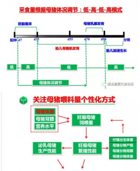 丹系VS美系母豬營(yíng)養(yǎng)及飼喂差異_15.png