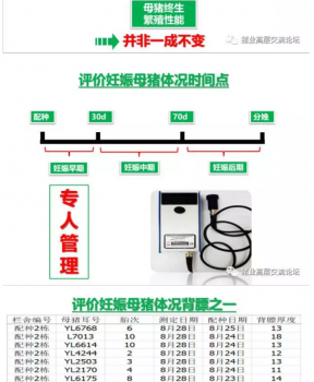 丹系VS美系母豬營(yíng)養(yǎng)及飼喂差異_16.png