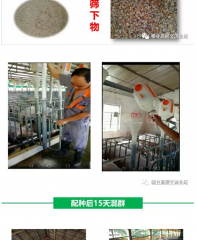 丹系VS美系母豬營(yíng)養(yǎng)及飼喂差異_19.png