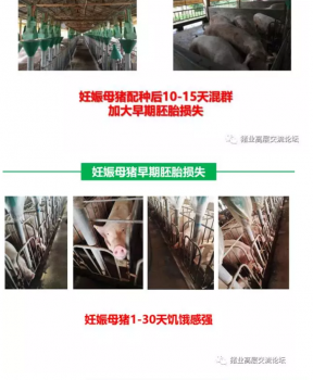 丹系VS美系母豬營(yíng)養(yǎng)及飼喂差異_20.png