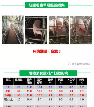 丹系VS美系母豬營(yíng)養(yǎng)及飼喂差異_01.png