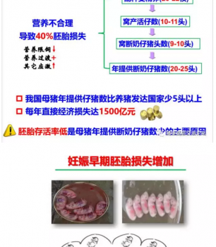 丹系VS美系母豬營(yíng)養(yǎng)及飼喂差異_03.png