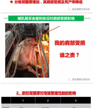 丹系VS美系母豬營(yíng)養(yǎng)及飼喂差異_08.png
