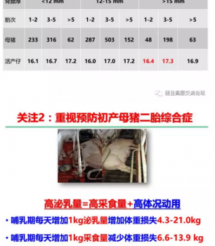 丹系VS美系母豬營(yíng)養(yǎng)及飼喂差異_09.png