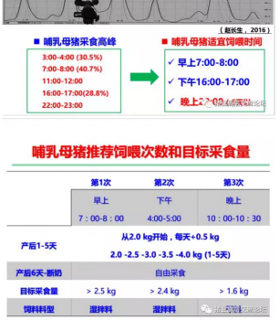 丹系VS美系母豬營(yíng)養(yǎng)及飼喂差異_11.png
