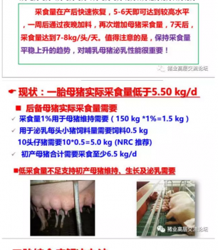 丹系VS美系母豬營(yíng)養(yǎng)及飼喂差異_13.png