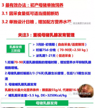 丹系VS美系母豬營(yíng)養(yǎng)及飼喂差異_15.png