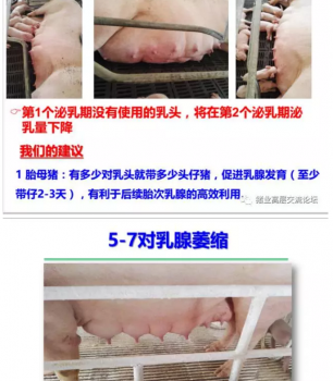 丹系VS美系母豬營(yíng)養(yǎng)及飼喂差異_16.png