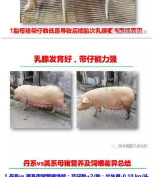丹系VS美系母豬營(yíng)養(yǎng)及飼喂差異_17.png