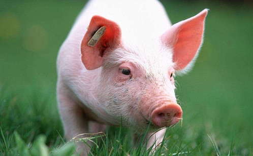 【第5期討論】動物脂肪營養(yǎng)---來自飼料交流公益平臺