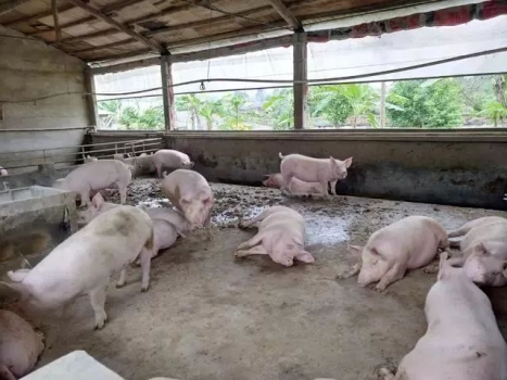 農村養(yǎng)豬怎樣才能最賺錢？