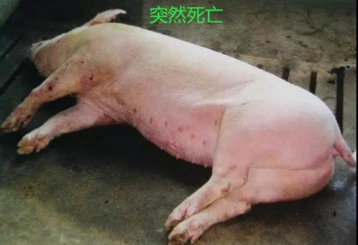 豬突發(fā)喘氣死亡，兇手到底是誰？