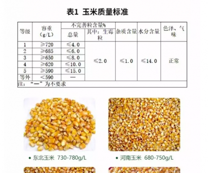必須知道的什么樣的玉米喂豬最好_02.png