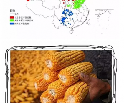 必須知道的什么樣的玉米喂豬最好_05.png