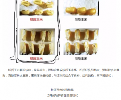 必須知道的什么樣的玉米喂豬最好_07.png