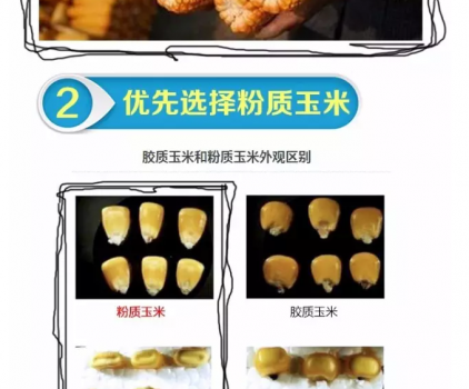 必須知道的什么樣的玉米喂豬最好_06.png