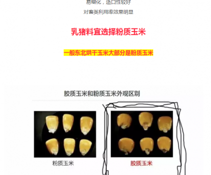 必須知道的什么樣的玉米喂豬最好_08.png