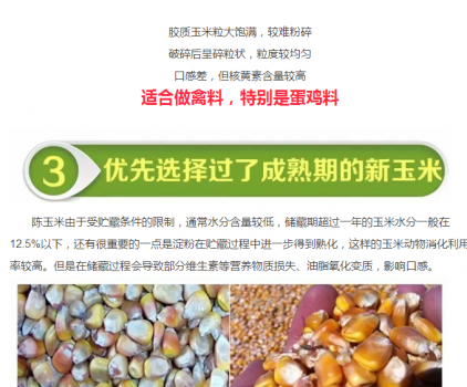 必須知道的什么樣的玉米喂豬最好_10.png
