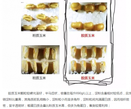 必須知道的什么樣的玉米喂豬最好_09.png