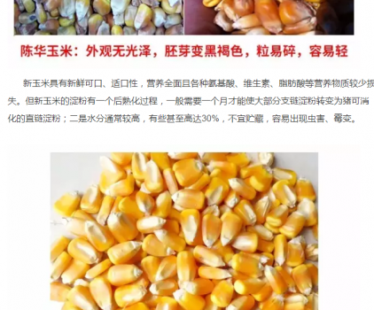 必須知道的什么樣的玉米喂豬最好_11.png
