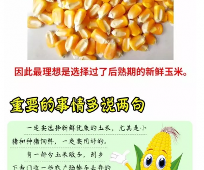 必須知道的什么樣的玉米喂豬最好_12.png
