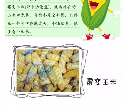必須知道的什么樣的玉米喂豬最好_13.png