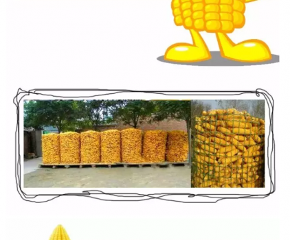 必須知道的什么樣的玉米喂豬最好_16.png
