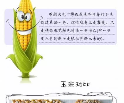 必須知道的什么樣的玉米喂豬最好_17.png