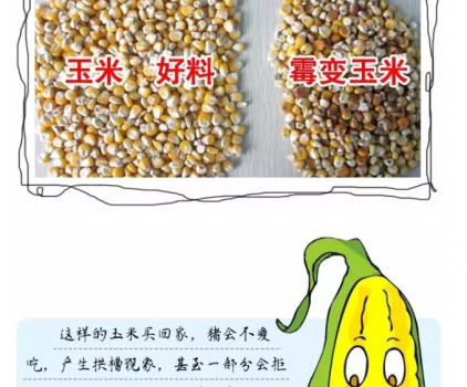 必須知道的什么樣的玉米喂豬最好_18.png