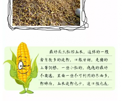 必須知道的什么樣的玉米喂豬最好_20.png