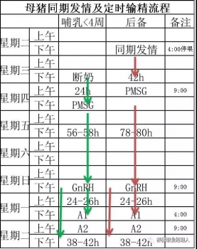 批次生產 | 豬場如何由周批生產轉型為三周批次生產（1）