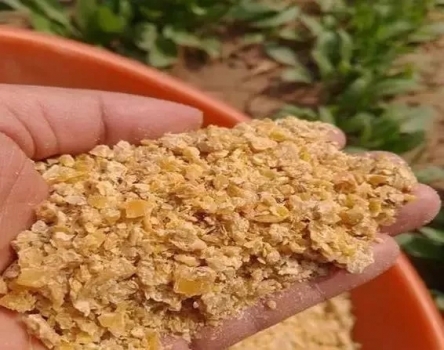 豆粕中摻米糠餅！別被坑了！