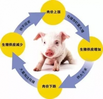 豬友的出欄策略與豬價的關(guān)系！