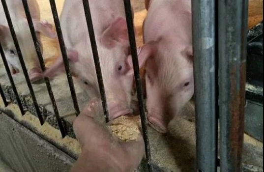 冬季4個小改變，提高飼料利用率