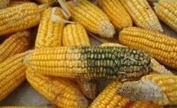 選擇霉菌毒素處理產(chǎn)品，你可知“三七律”？