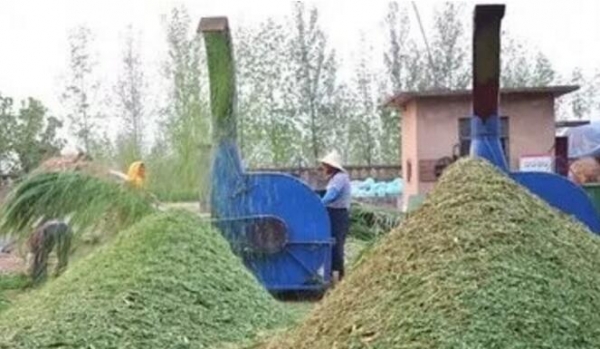 養(yǎng)豬成本高怎么辦？使用牧草可代替50%的飼料